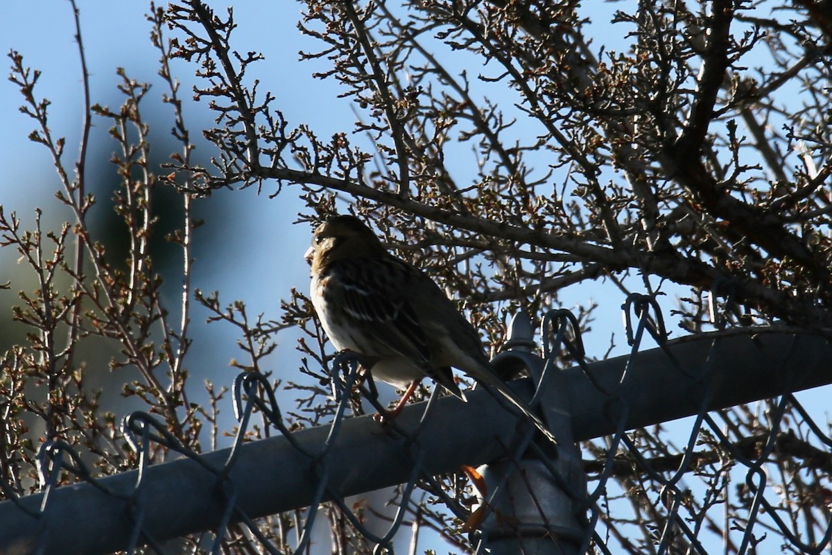 Harris's Sparrow - ML646557006