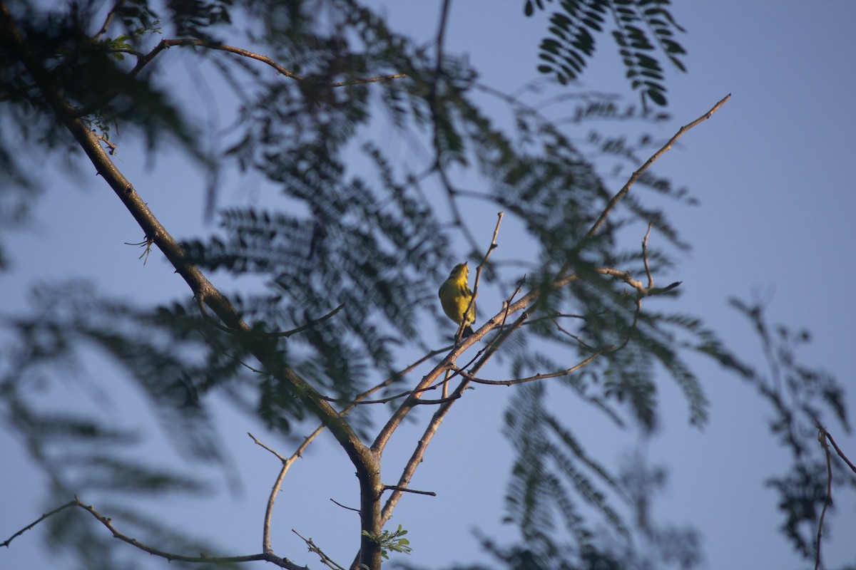 Prairie Warbler - ML646557007