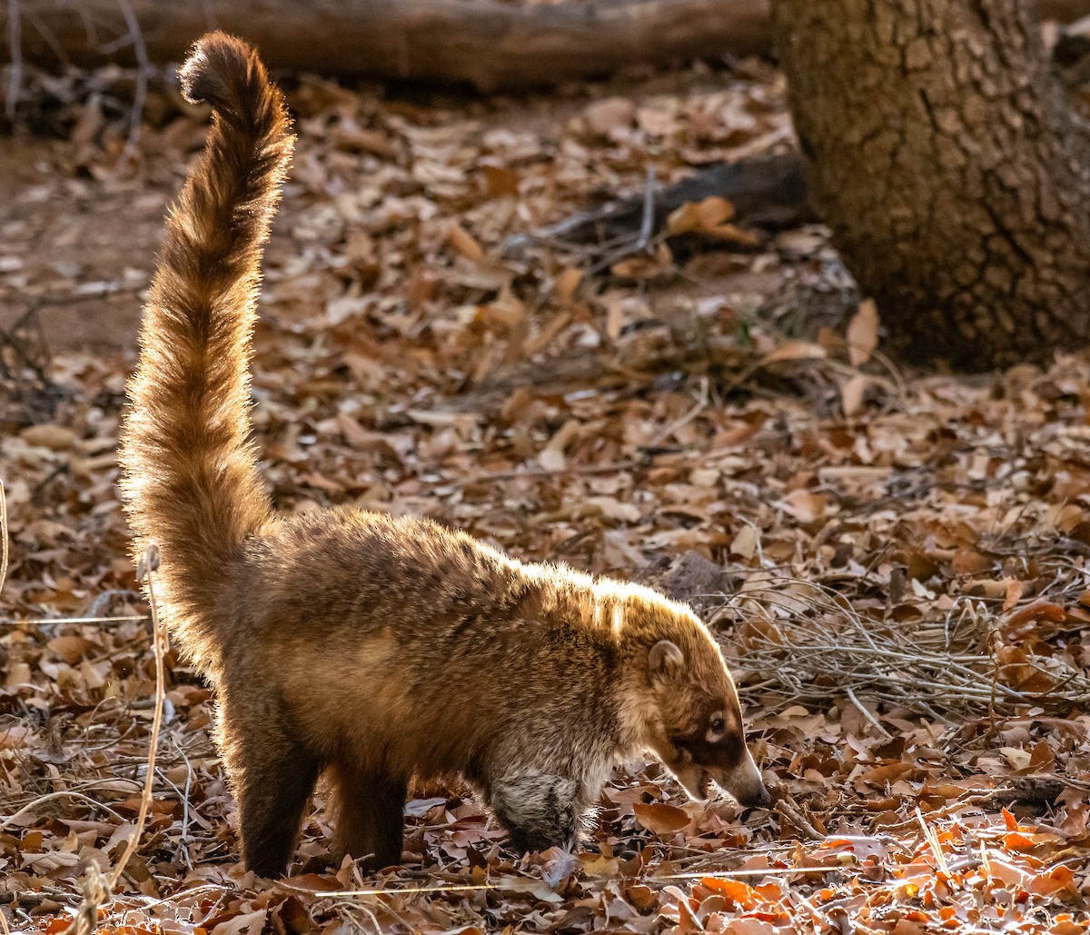 Weißrüssel-Nasenbär - ML646557008