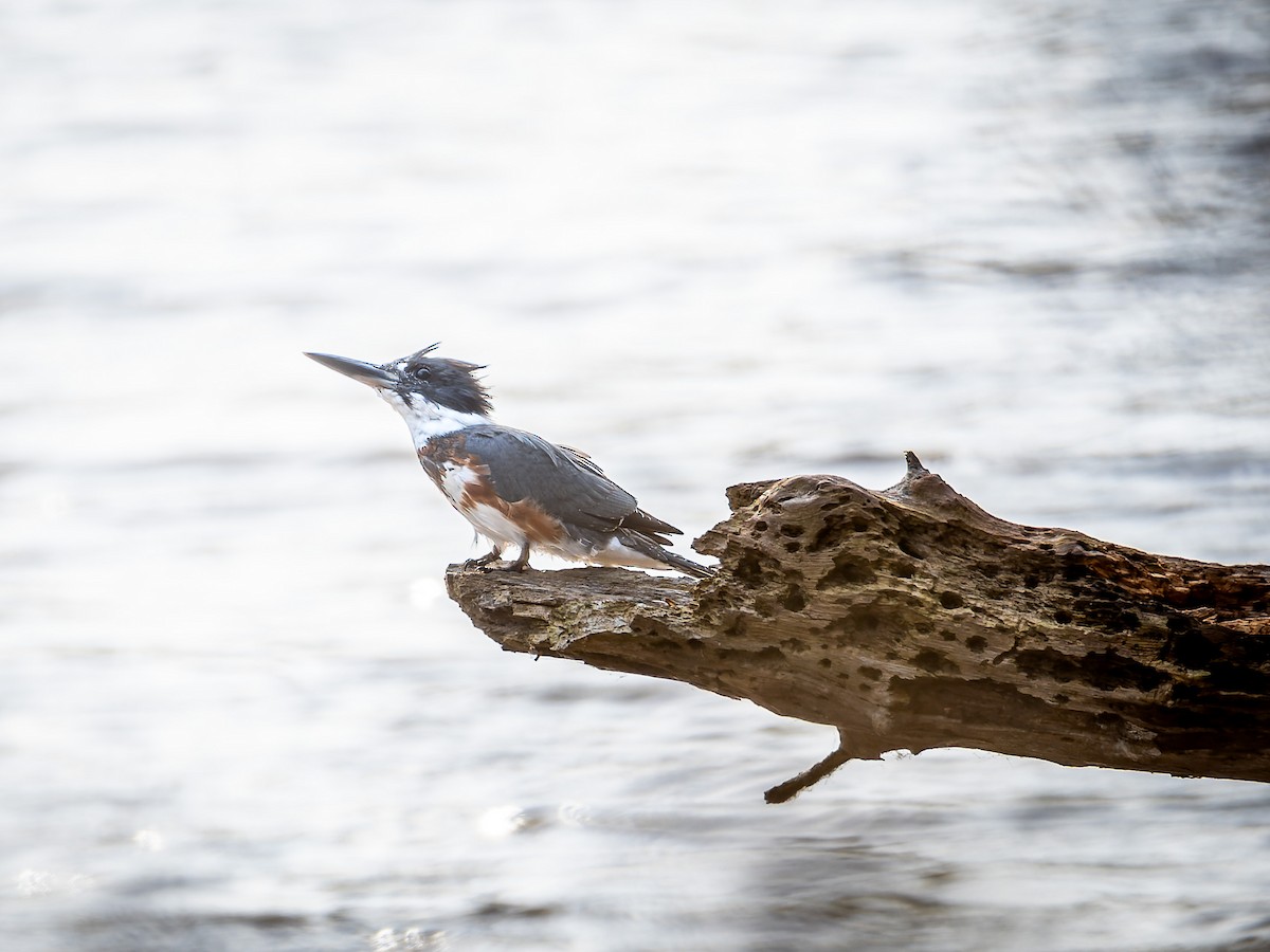 Belted Kingfisher - ML646557009