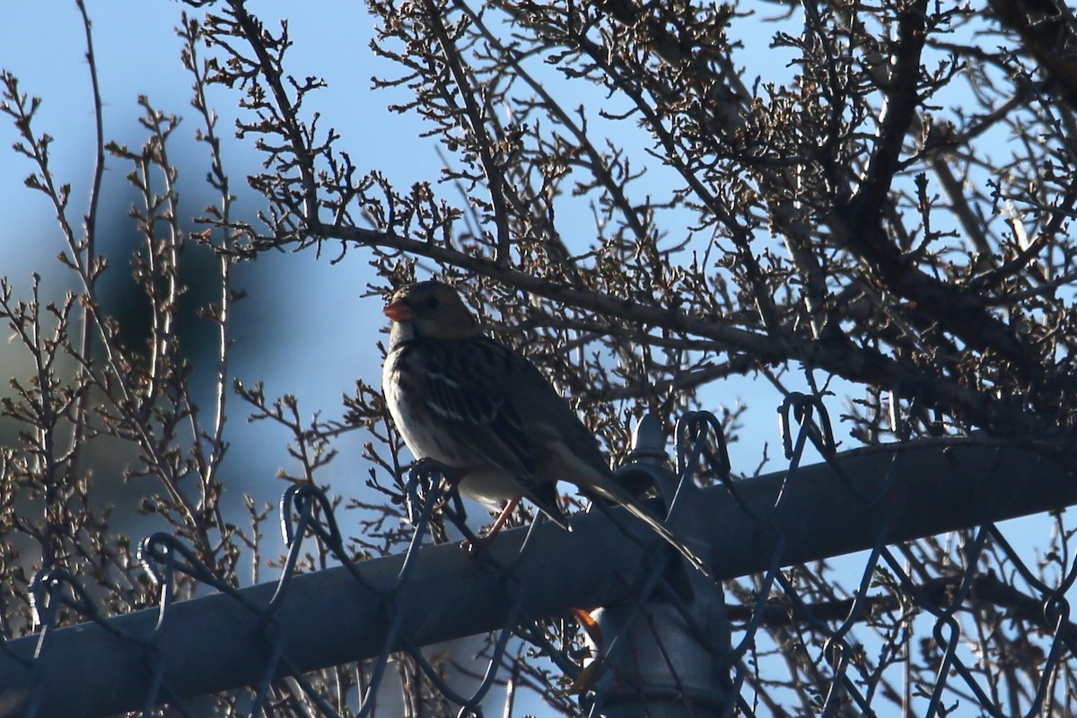 Harris's Sparrow - ML646557010