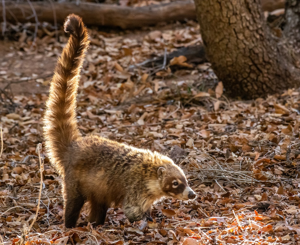 Weißrüssel-Nasenbär - ML646557011