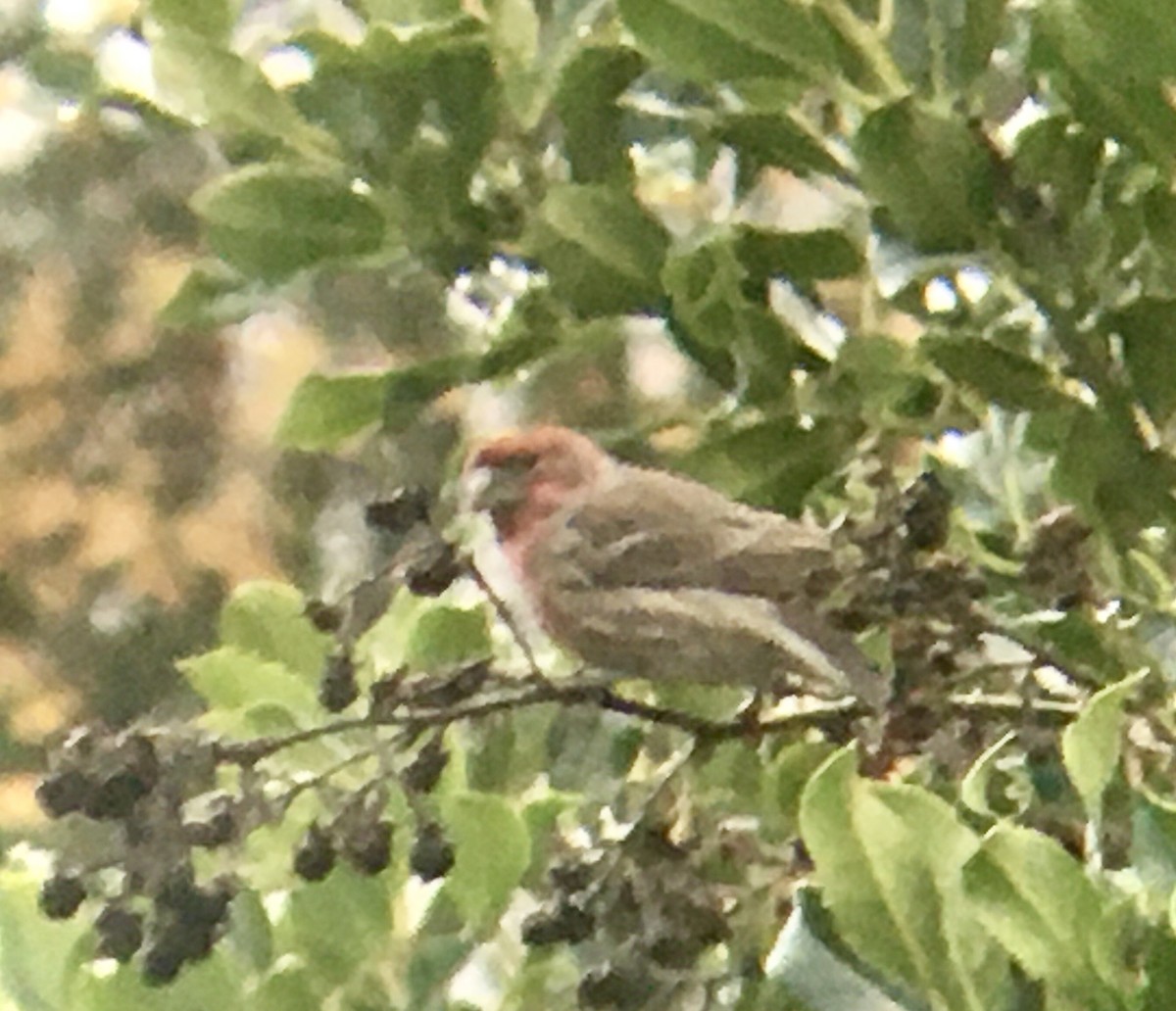 Burugorri arrunta - ML646557015