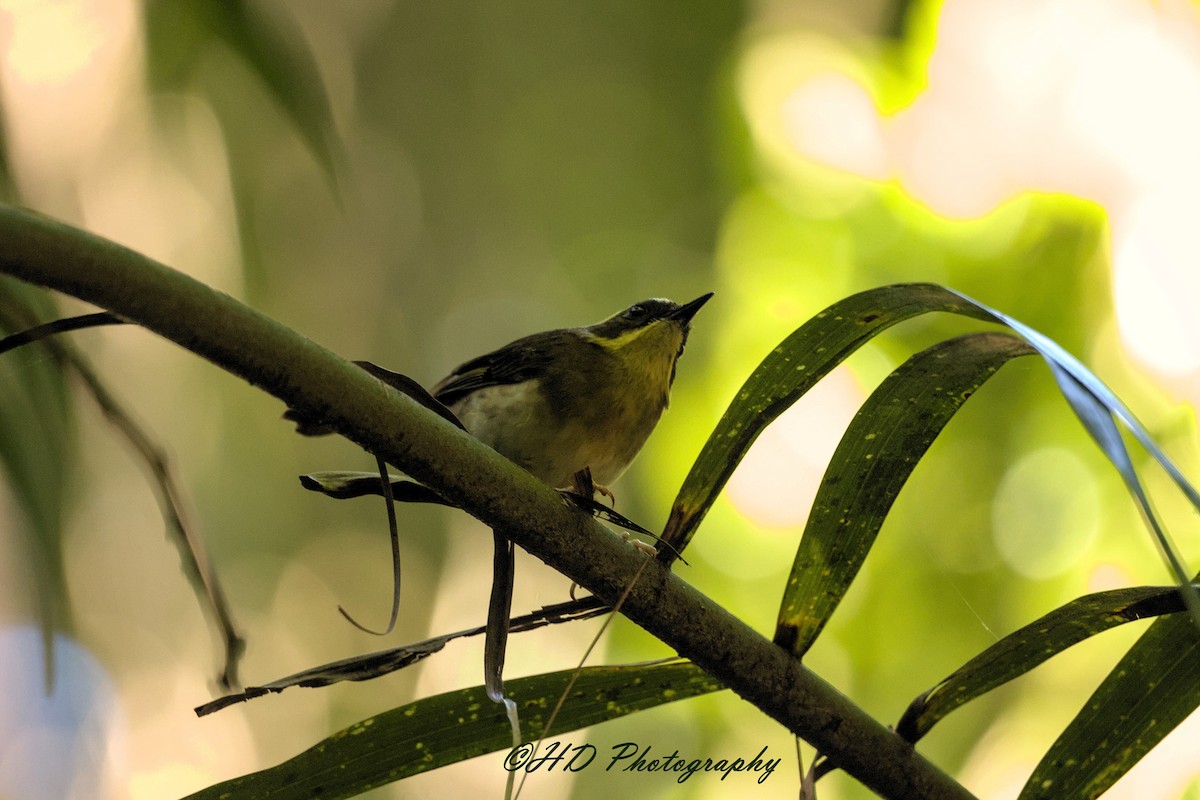 Yellow-throated Scrubwren - ML646557016