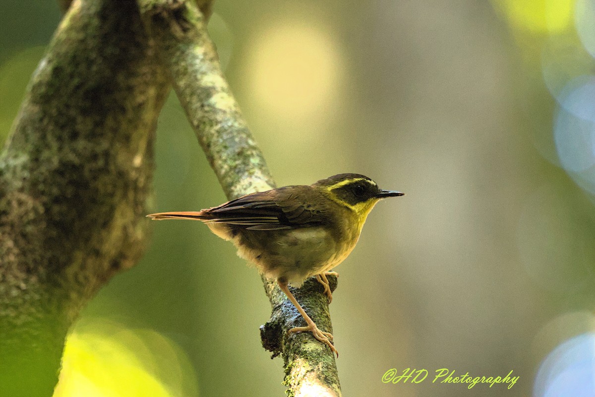 Yellow-throated Scrubwren - ML646557017
