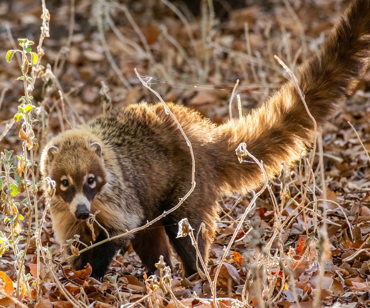 Weißrüssel-Nasenbär - ML646557019