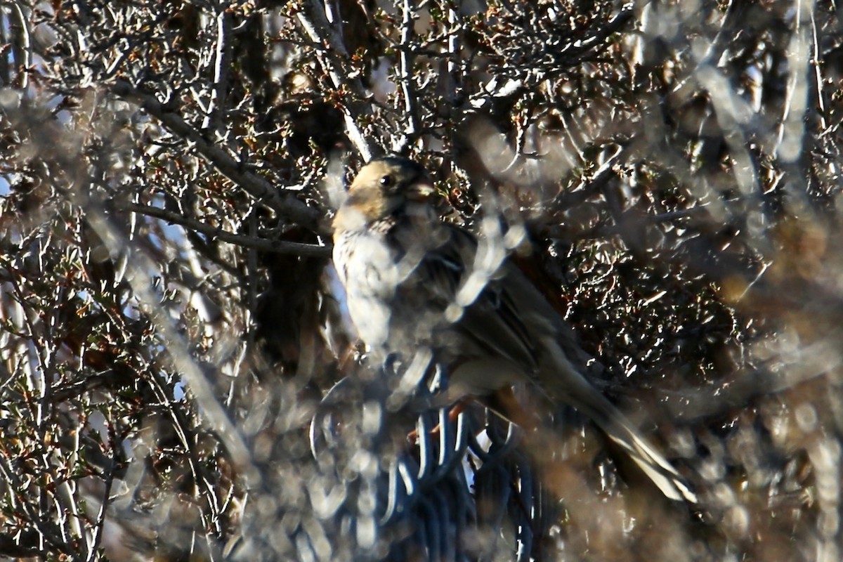 Harris's Sparrow - ML646557020