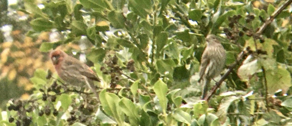 Burugorri arrunta - ML646557021