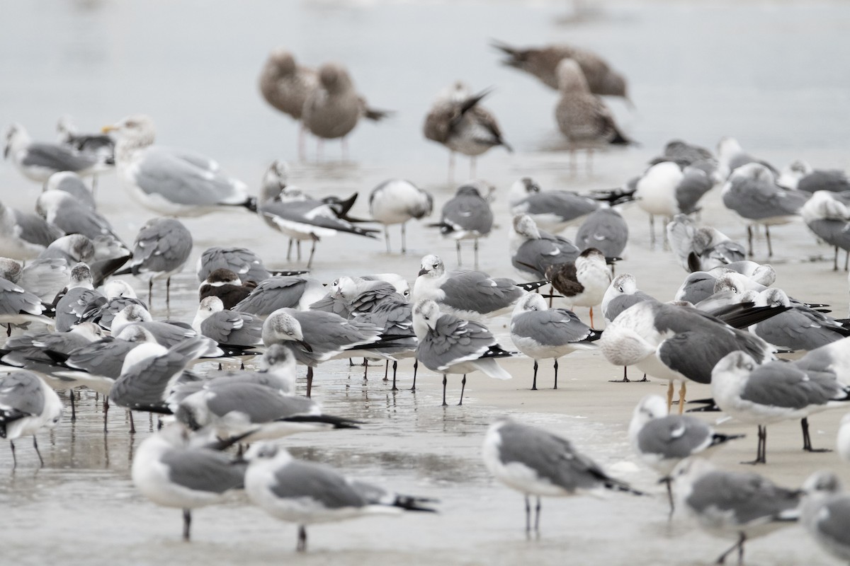 Laughing Gull - ML646557022