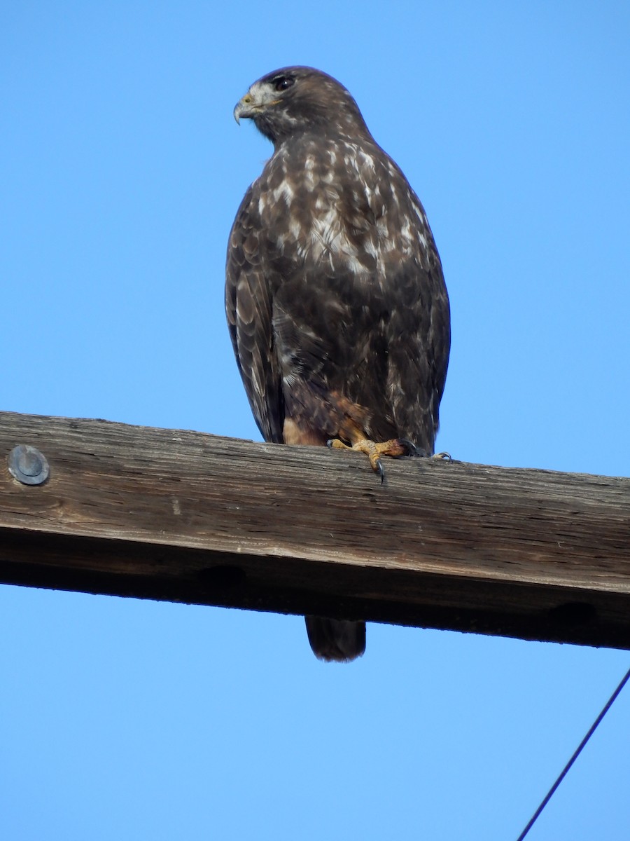 Zapelatz buztangorria - ML646557023