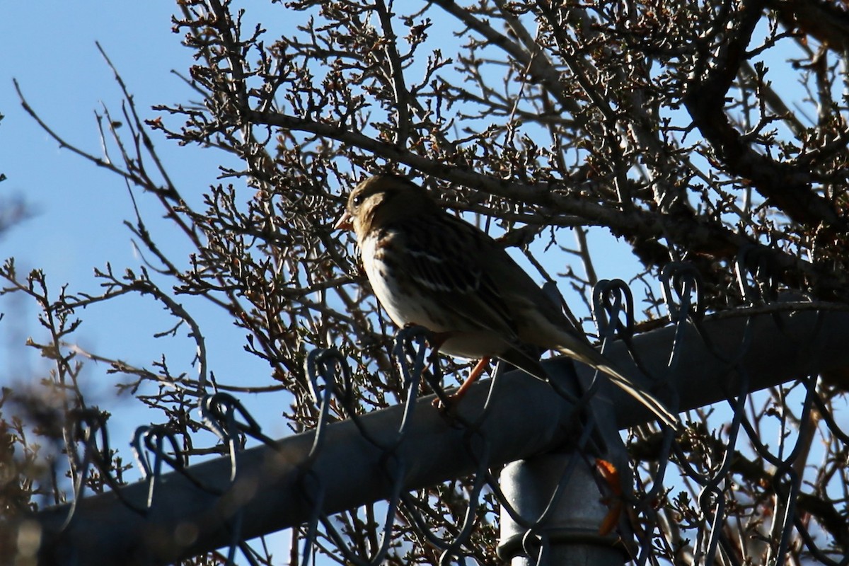Harris's Sparrow - ML646557024