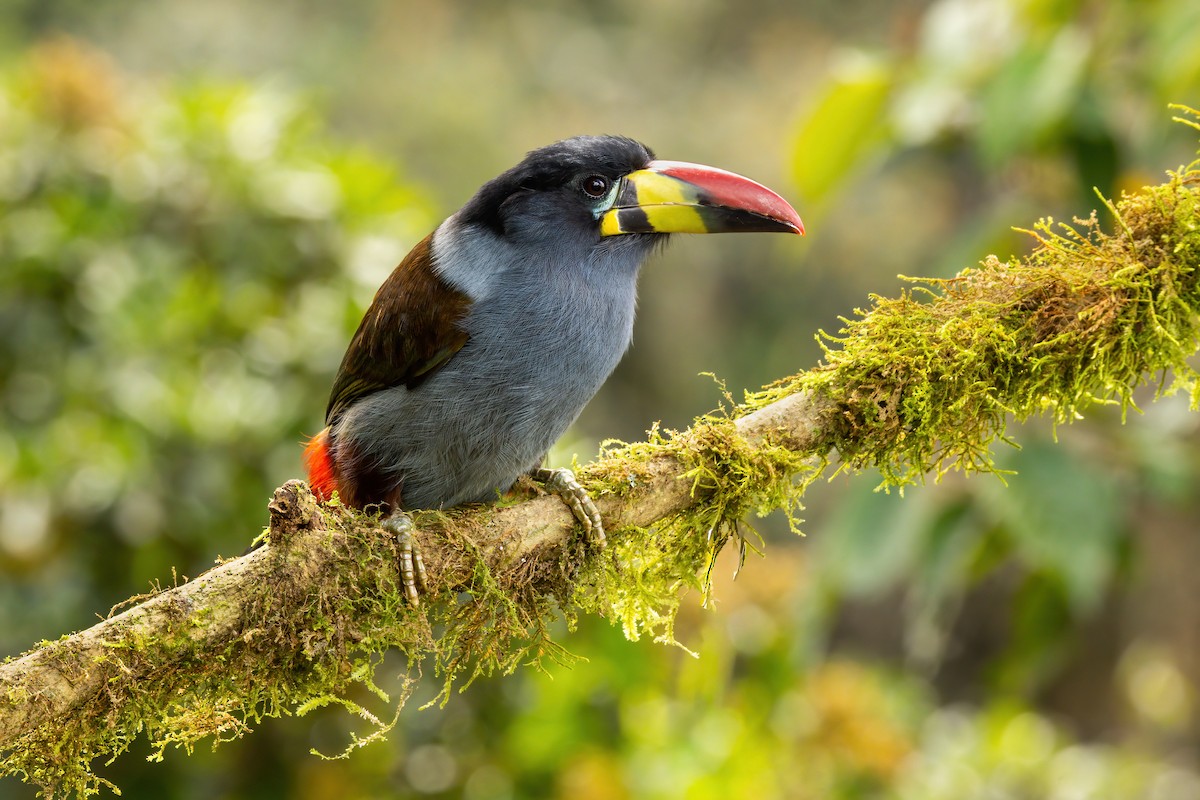 lavendeltukan - ML646557025