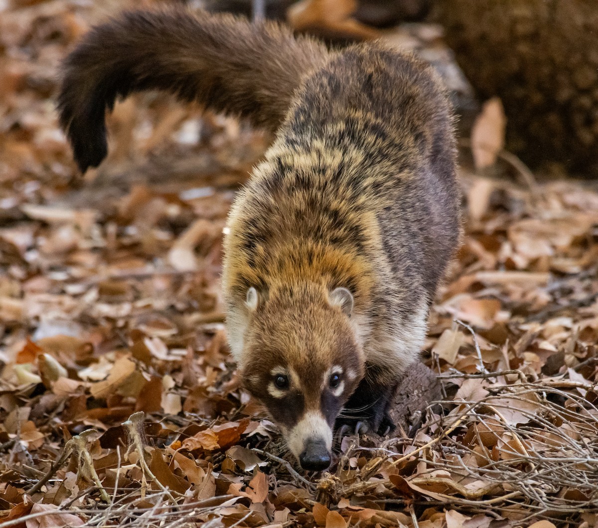 Weißrüssel-Nasenbär - ML646557027