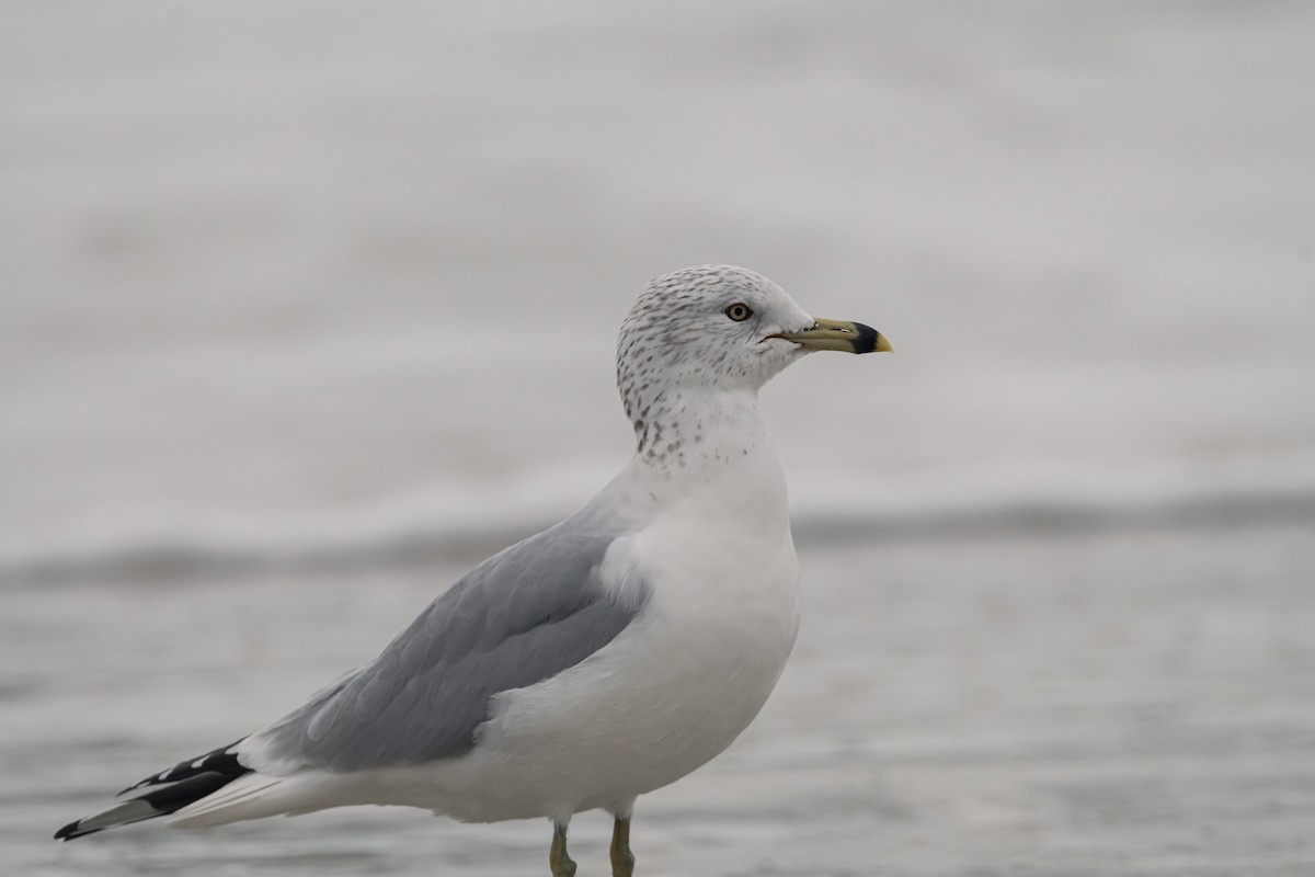 Gaviota de Delaware - ML646557028