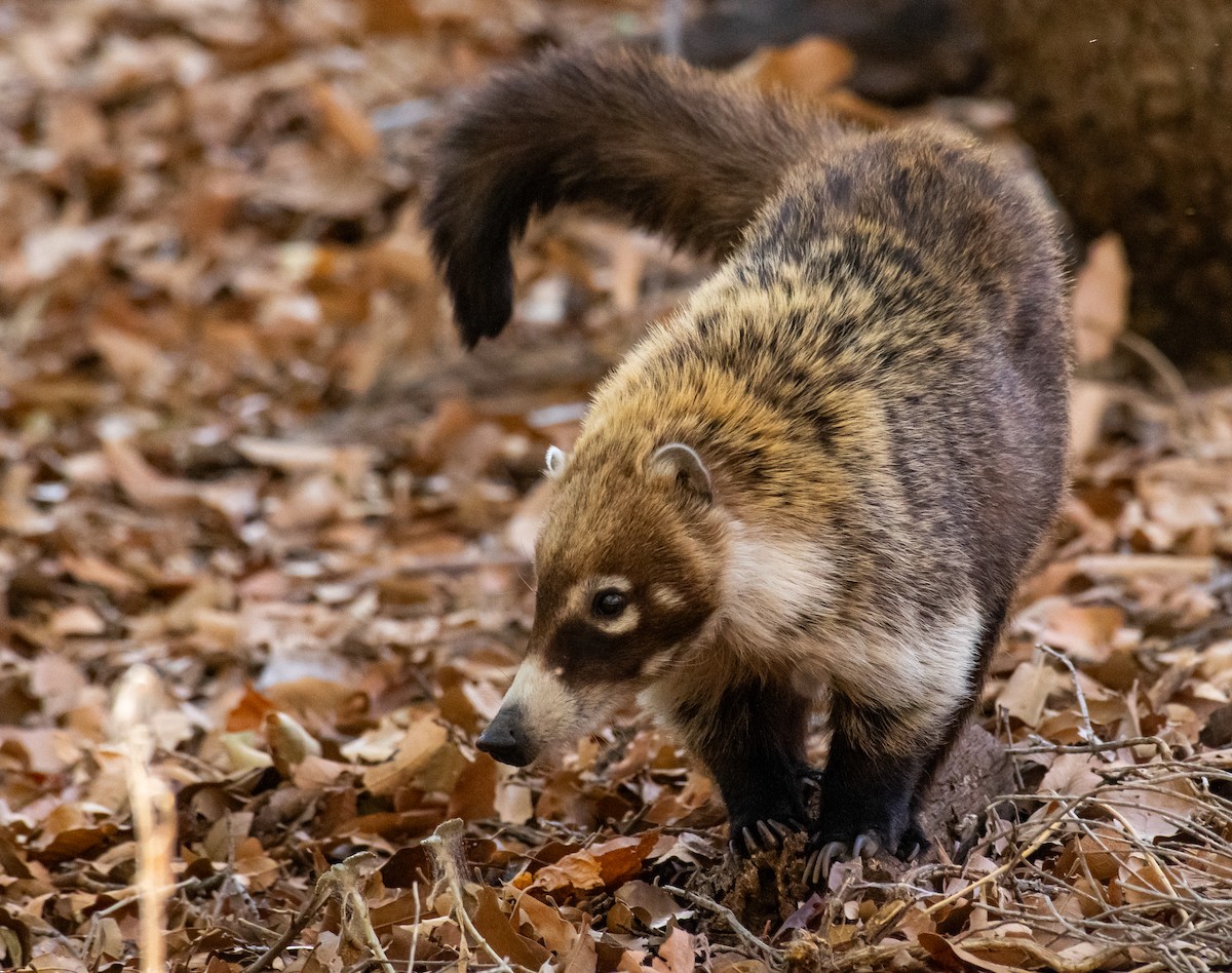 Weißrüssel-Nasenbär - ML646557030