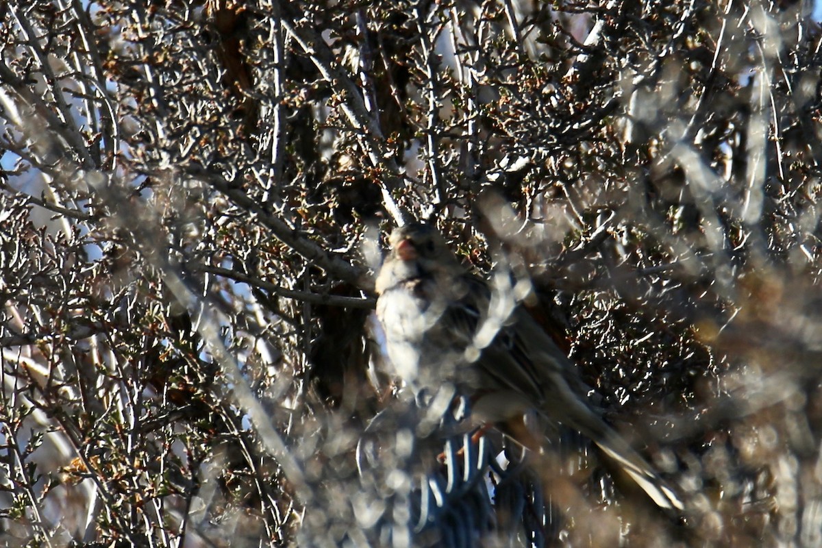 Harris's Sparrow - ML646557031