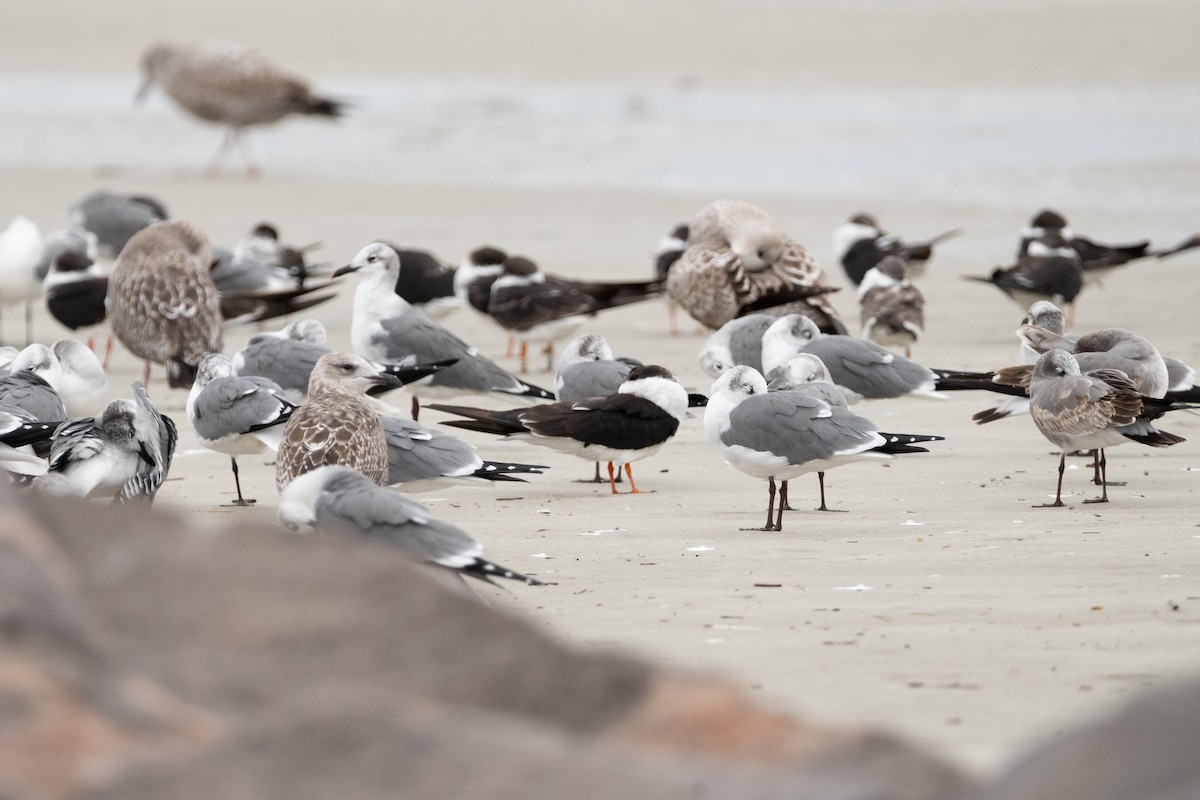 American Herring Gull - ML646557034