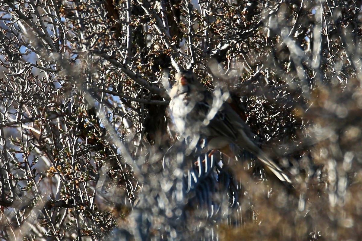 Harris's Sparrow - ML646557035