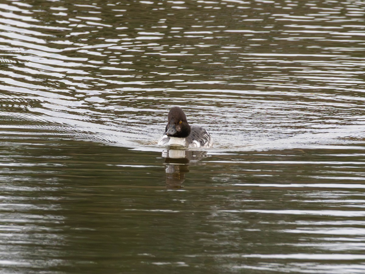 Schellente - ML646557048