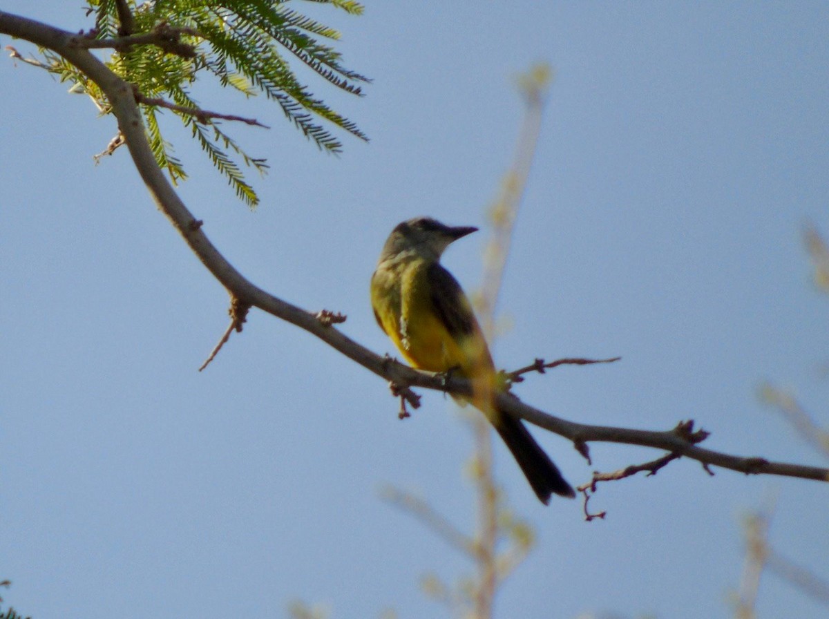 Tropical Kingbird - ML646557049