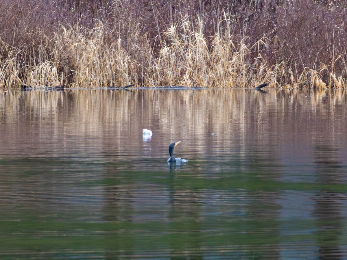 Ohrenscharbe - ML646557051