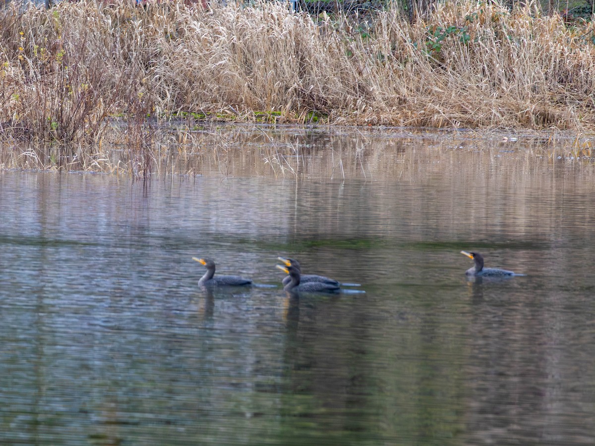 Ohrenscharbe - ML646557052