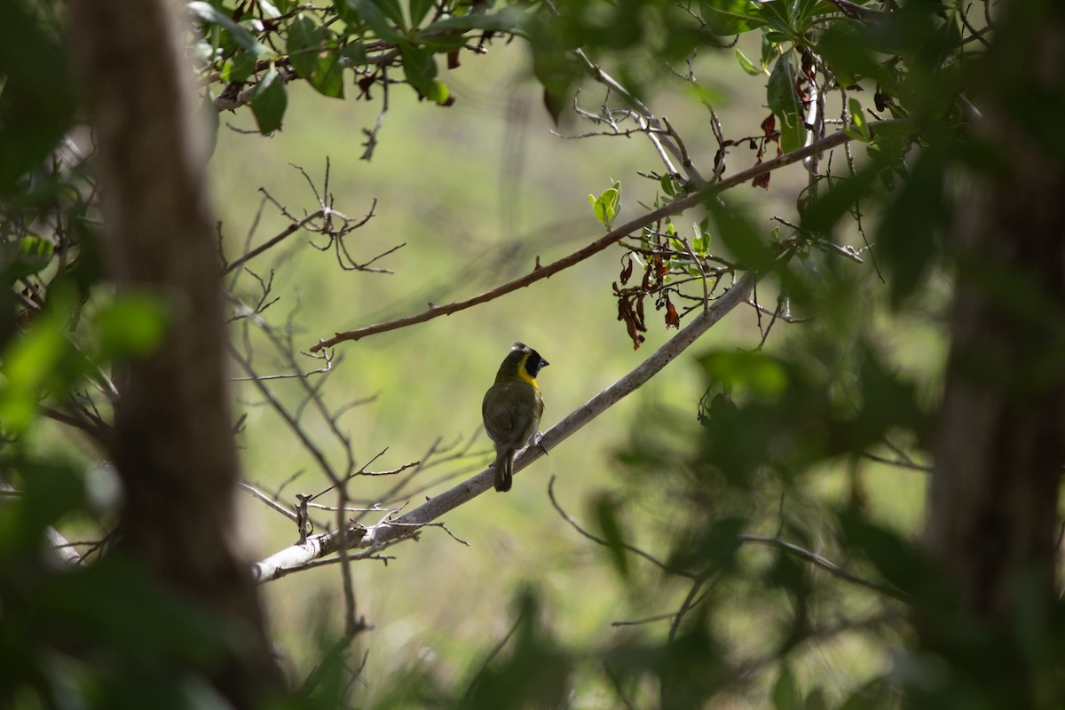 Cuban Grassquit - ML646557062