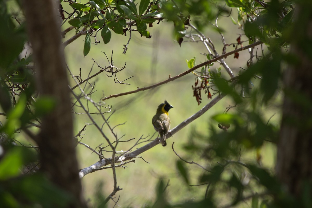 Cuban Grassquit - ML646557063