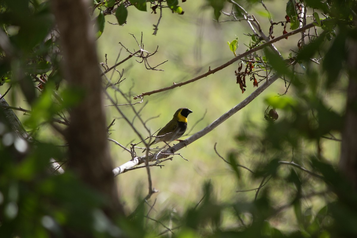 Cuban Grassquit - ML646557064