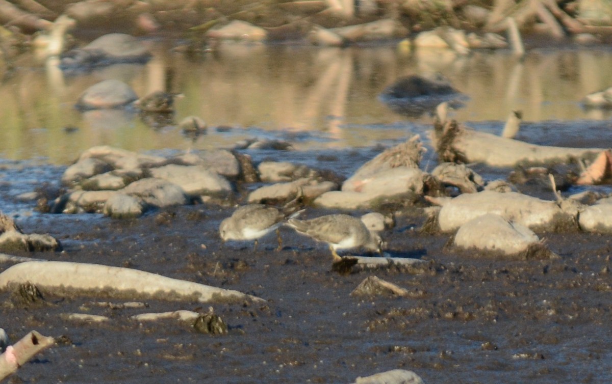 temmincksnipe - ML646557066