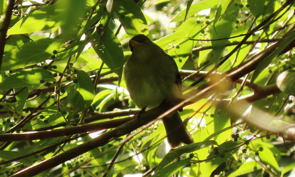 Mountain Elaenia - ML646557069