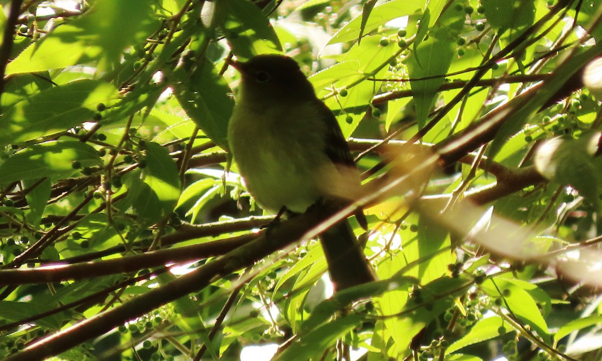 Mountain Elaenia - ML646557070