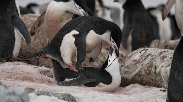 Chinstrap Penguin - ML646557077
