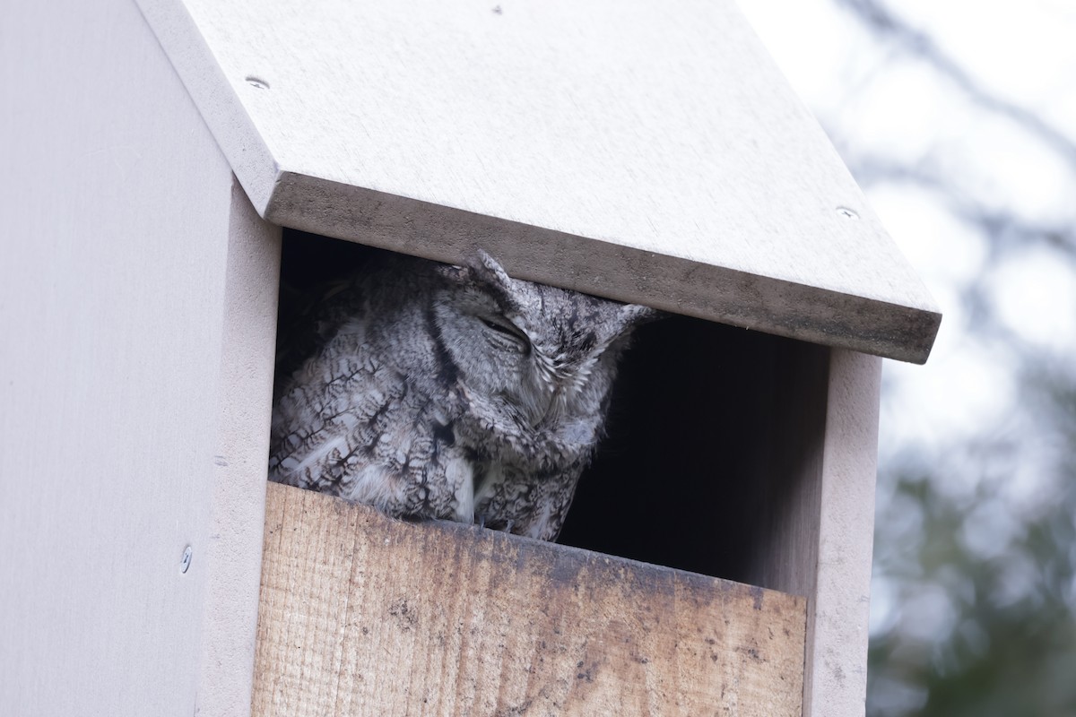 Eastern Screech-Owl (Northern) - ML646557078