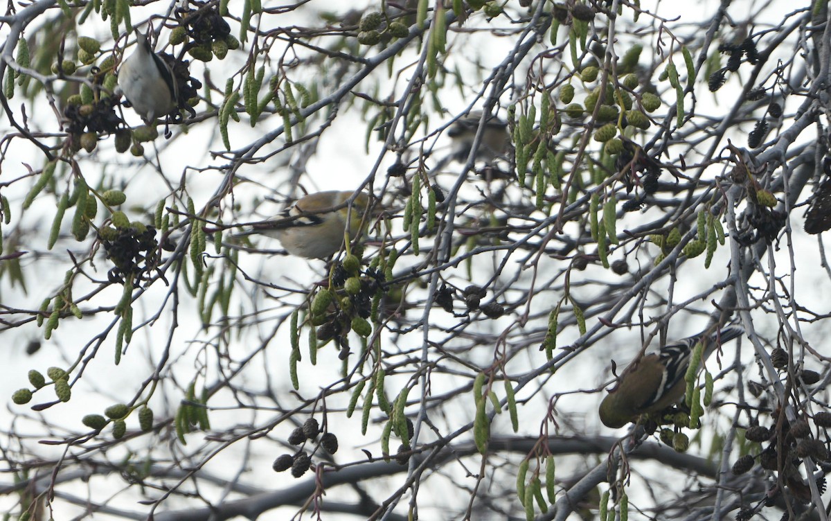 American Goldfinch - ML646557081