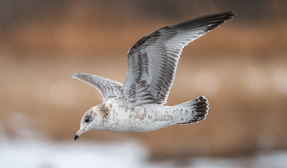 Delawareko kaioa - ML646557084