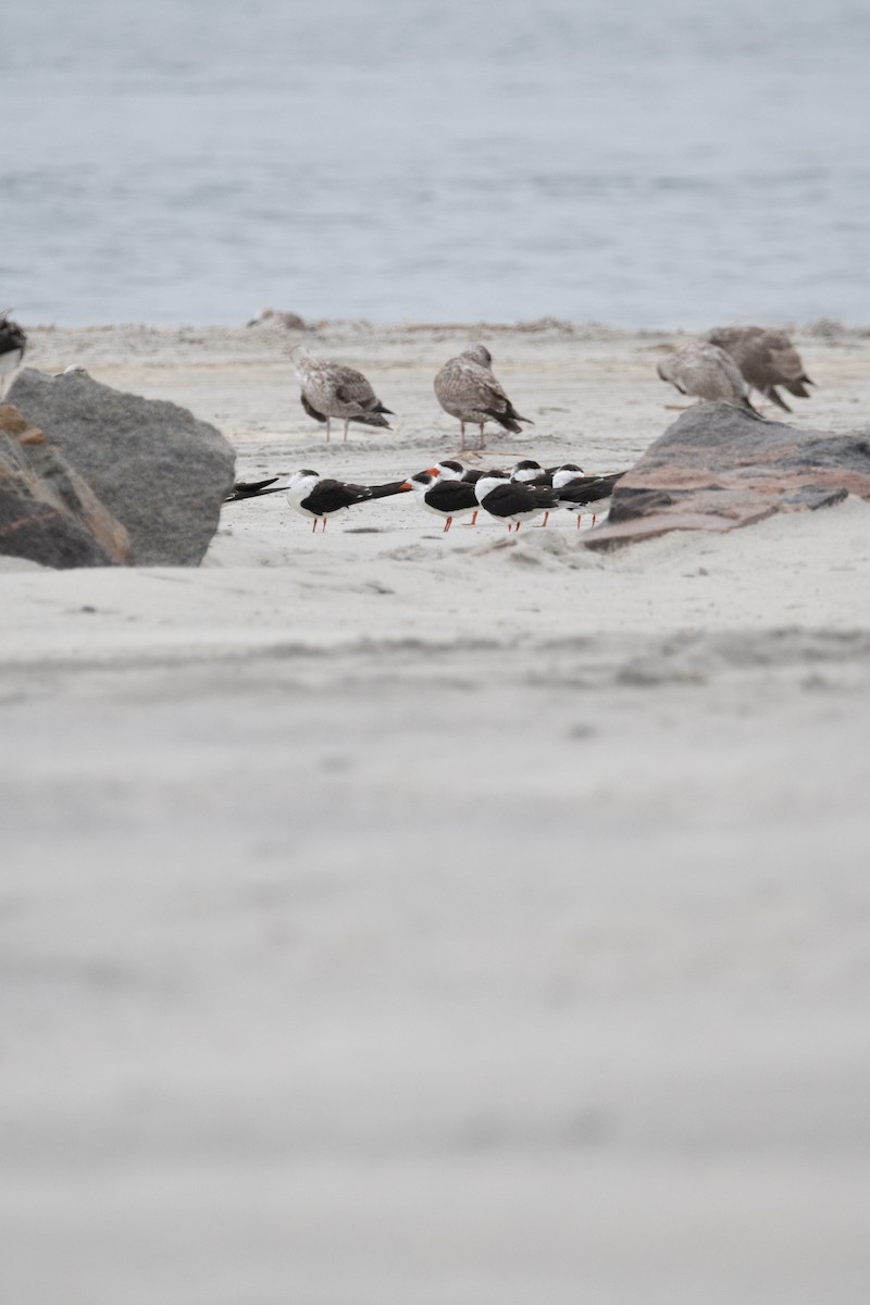 Black Skimmer - ML646557087