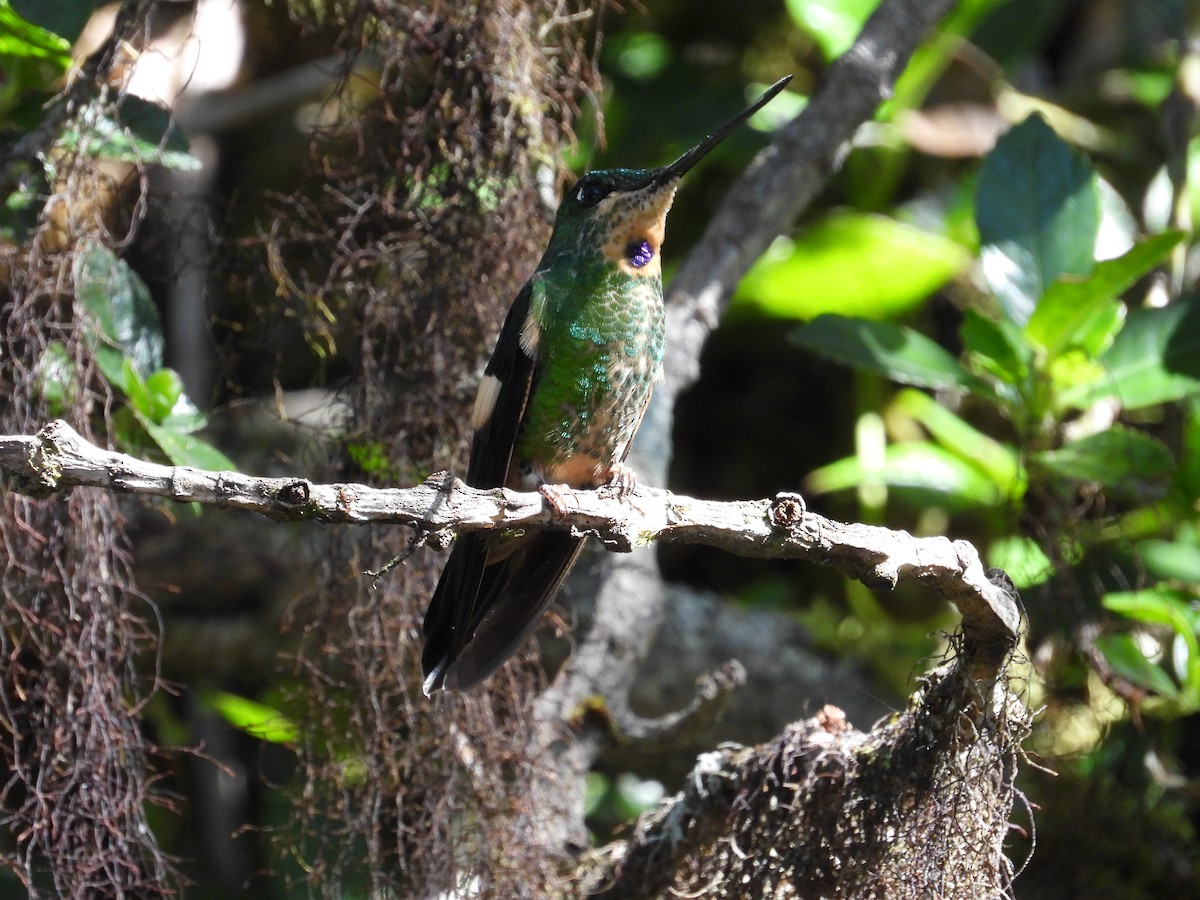 Fahlflügelkolibri - ML646557088