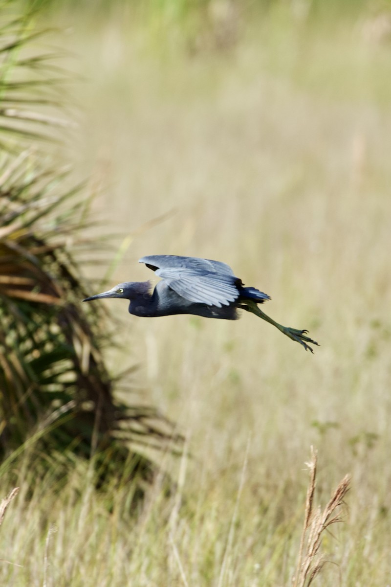 Mavi Balıkçıl - ML646557091