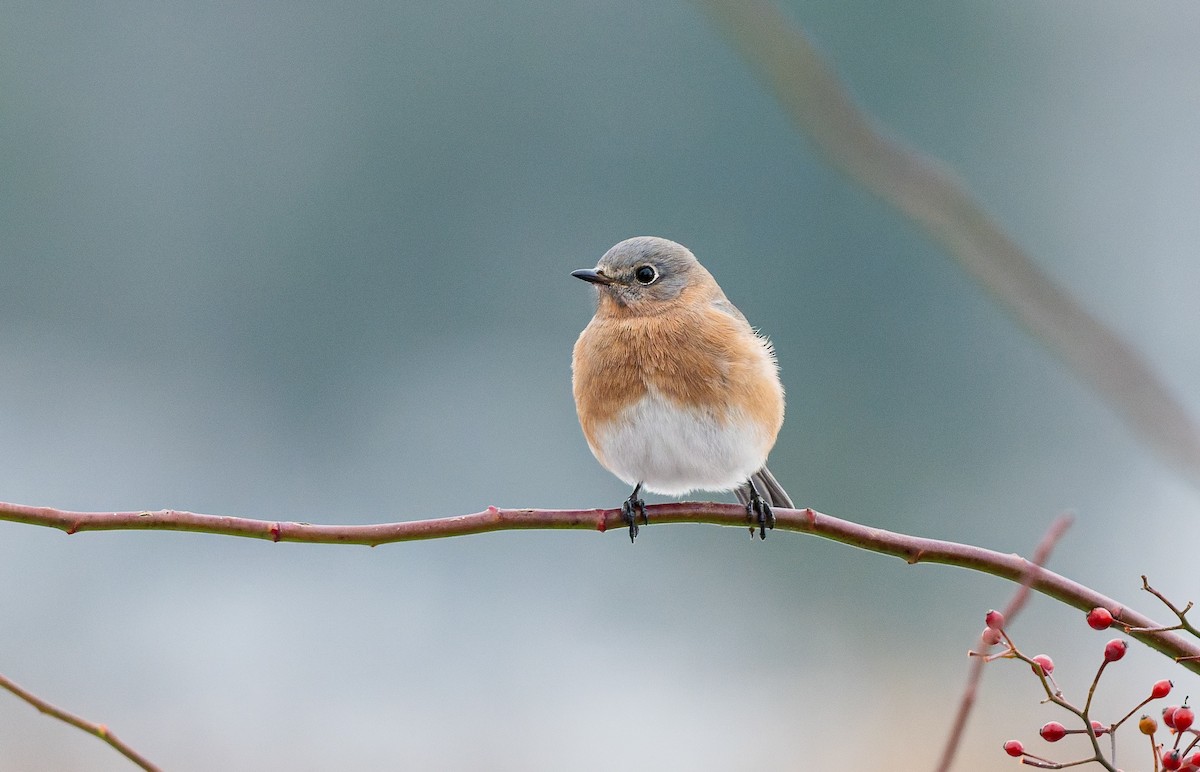 Eastern Bluebird - ML646557093
