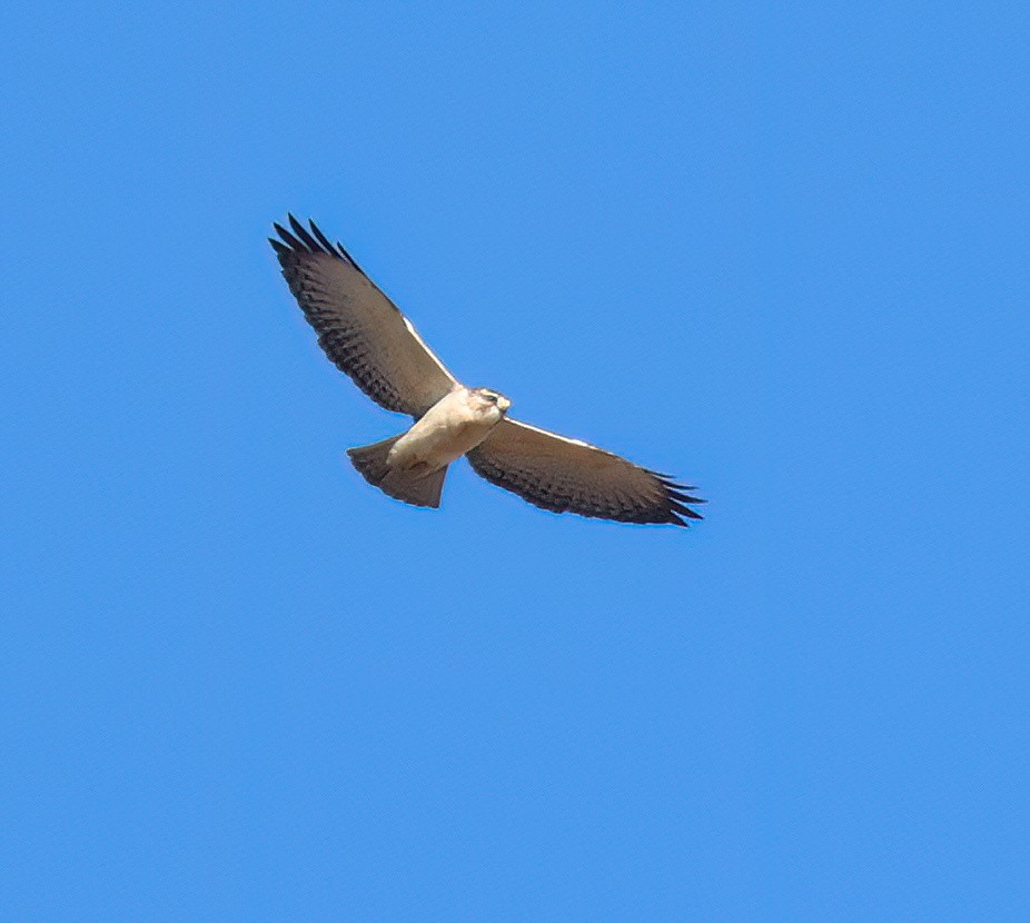 Short-tailed Hawk - ML646557095
