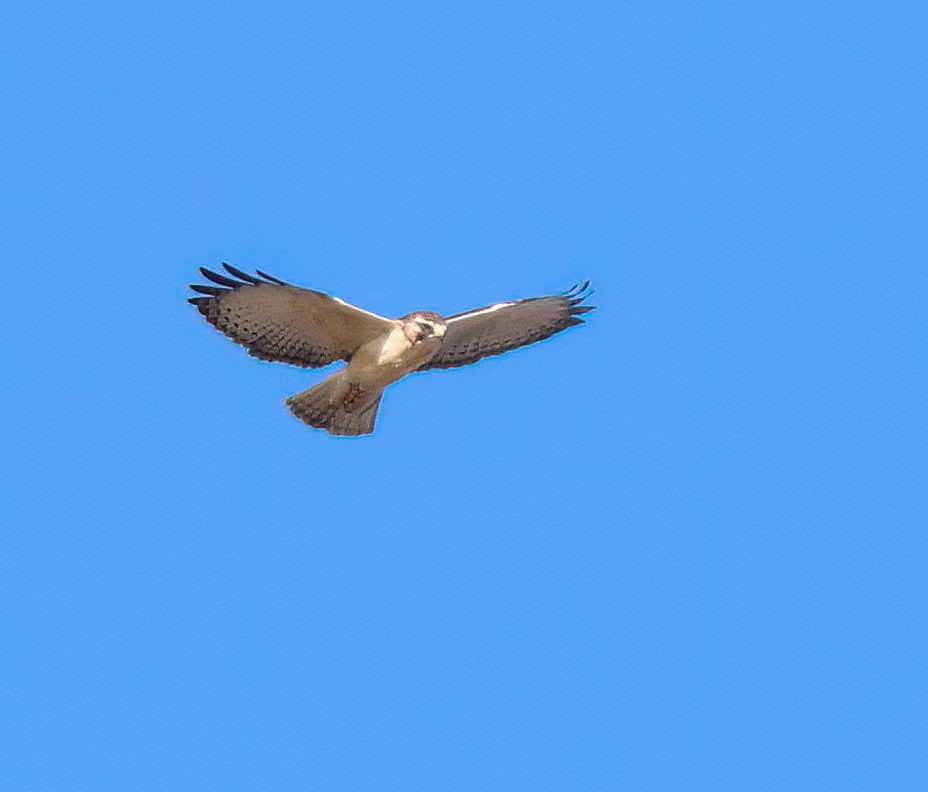 Short-tailed Hawk - ML646557096