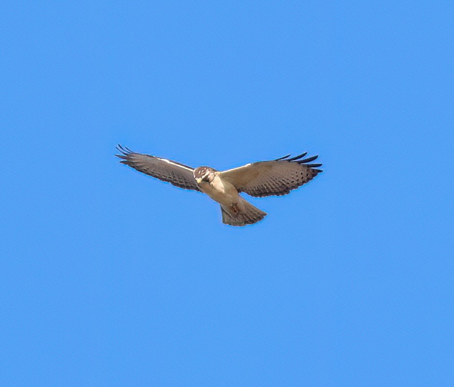 Short-tailed Hawk - ML646557097
