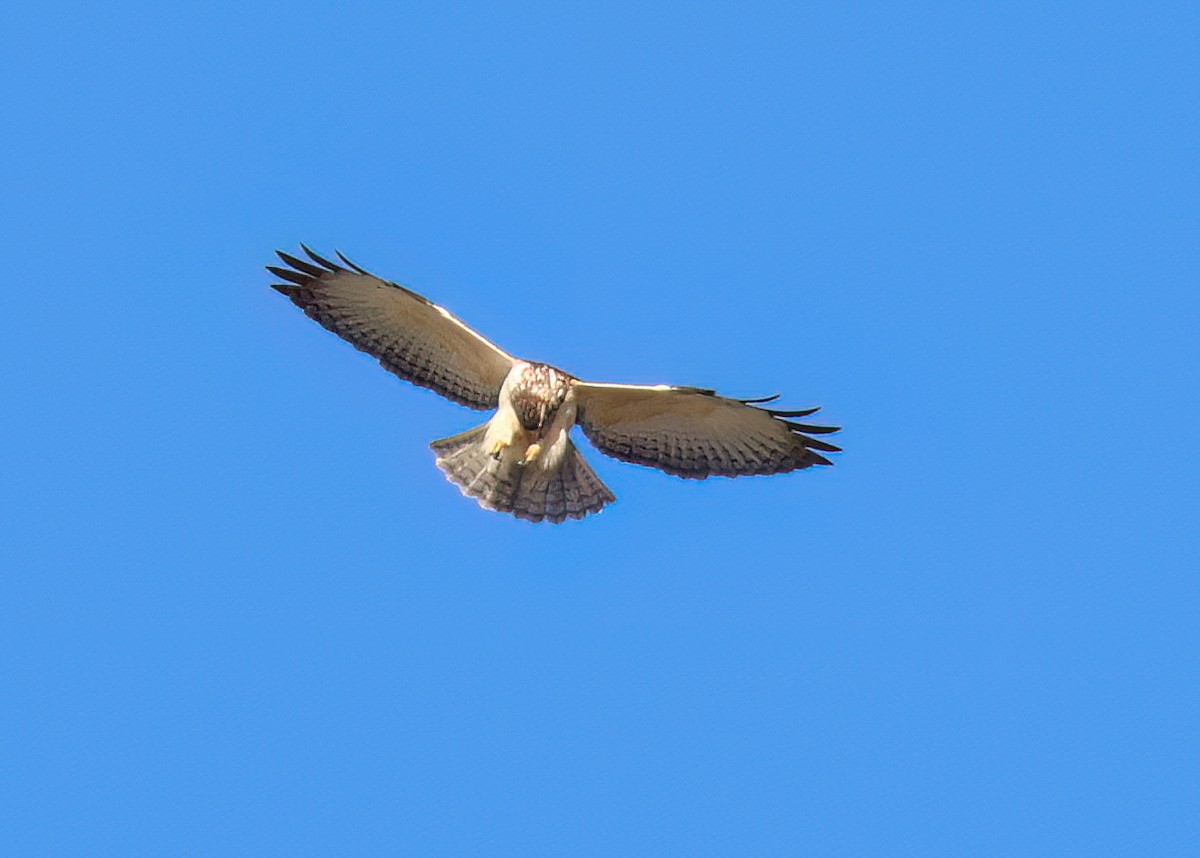 Short-tailed Hawk - ML646557098