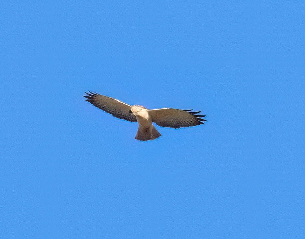 Short-tailed Hawk - ML646557099