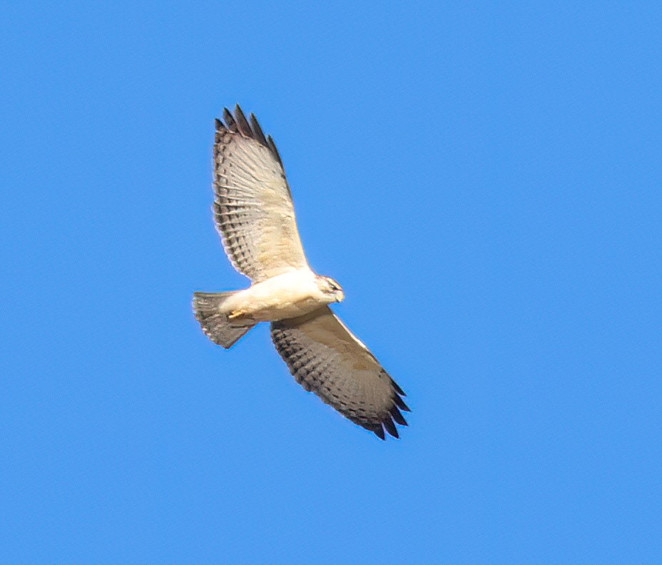 Short-tailed Hawk - ML646557100