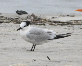 Sandwich Tern - ML646557104