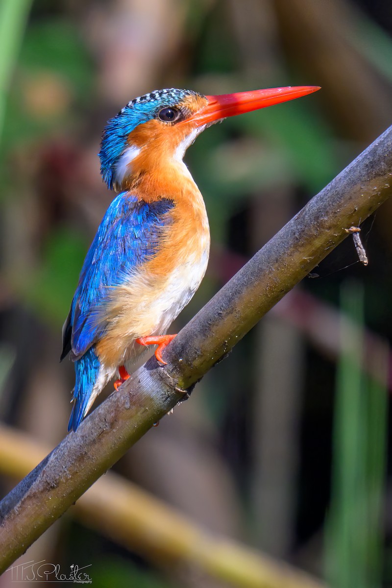Malachite Kingfisher (Mainland) - ML646557108