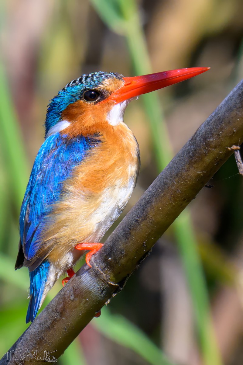 Malachite Kingfisher (Mainland) - ML646557109