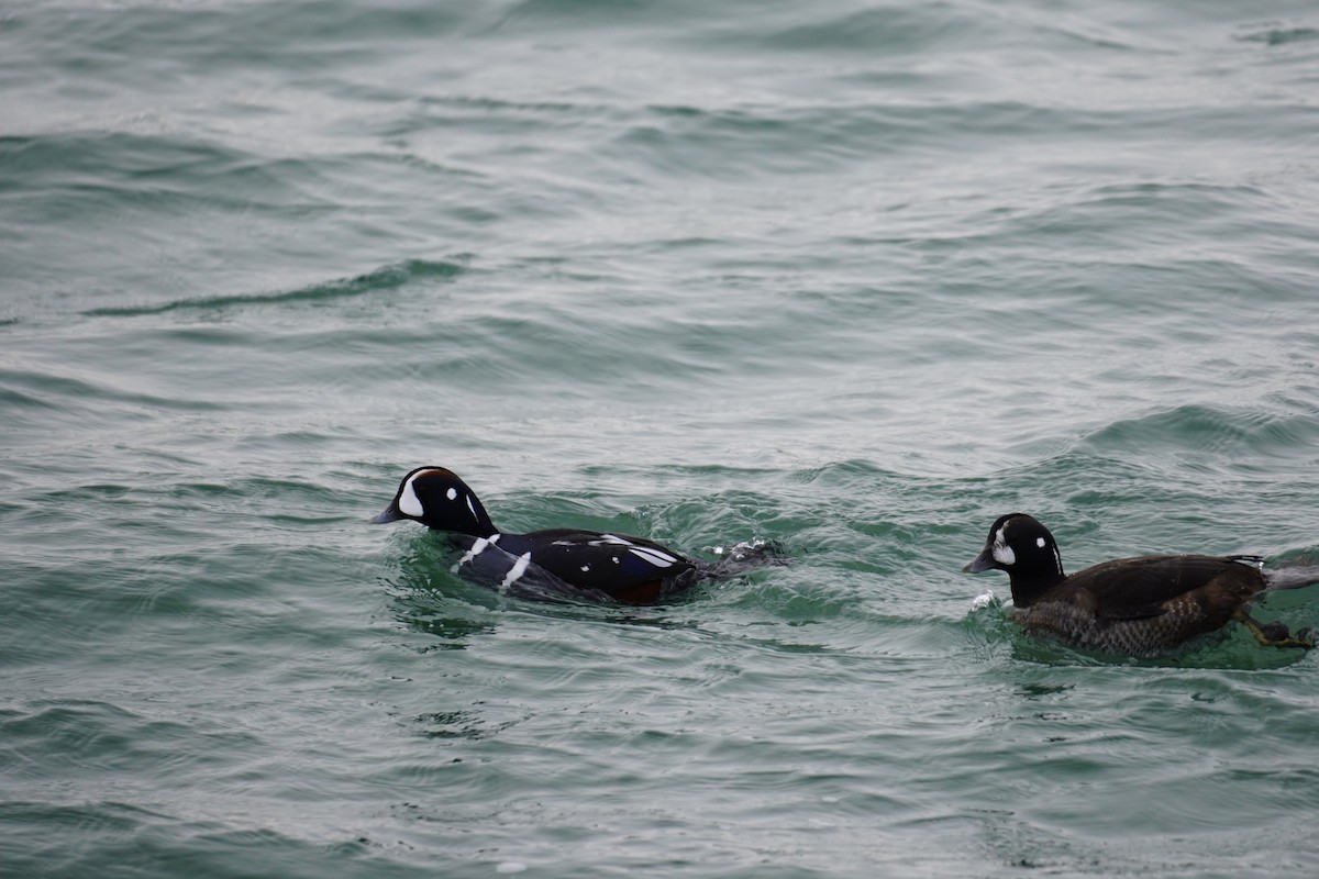 Harlequin Duck - ML646557113